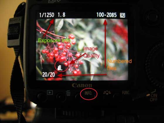 how to use an image playback on digital camera