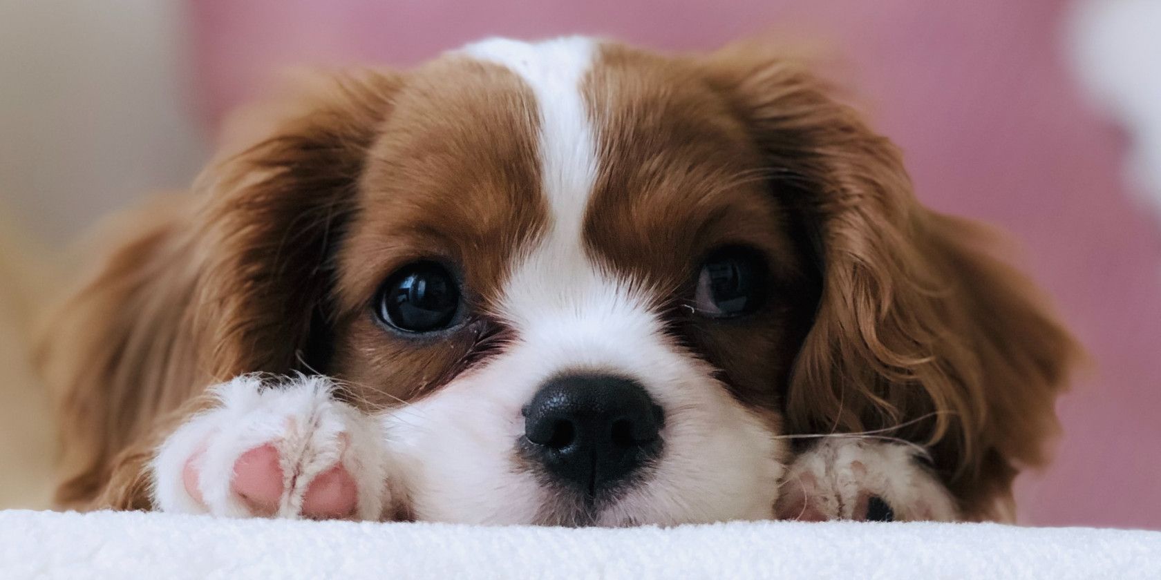 Does PetSmart Sell Dogs & Puppies In 2022? (Do This Instead)