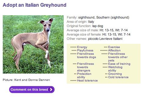 dog breed info