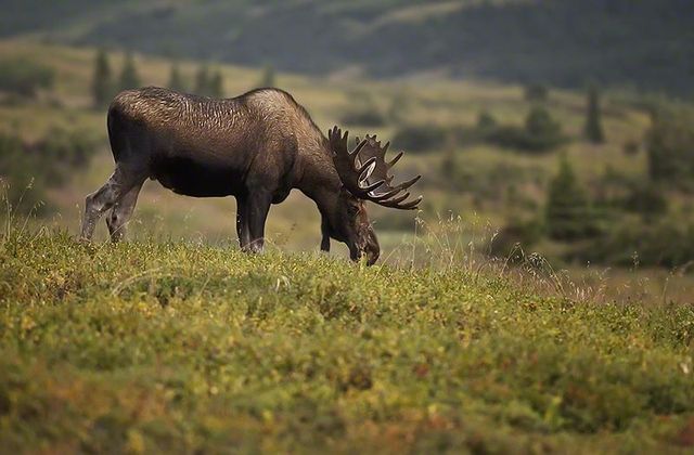 10 Moose Peterson - Alaskan Moose