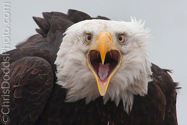 14 Christopher Dodds - Bald Eagle