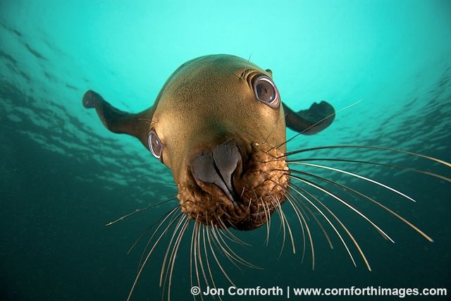 20 Jon Cornforth - Steller Sea Lion