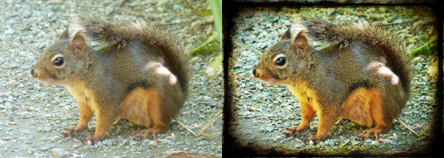 Squirrel Before After