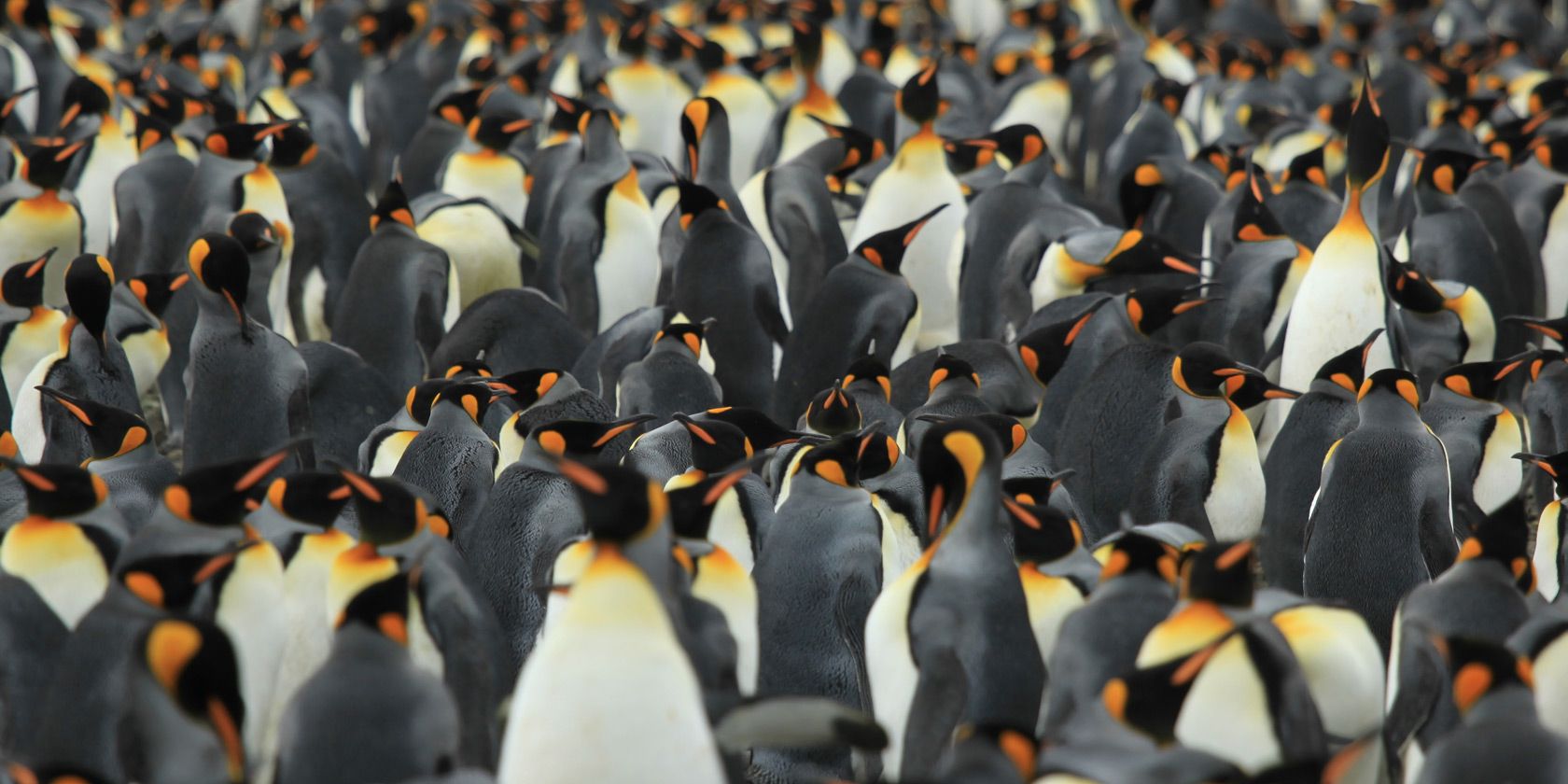 penguins-linux