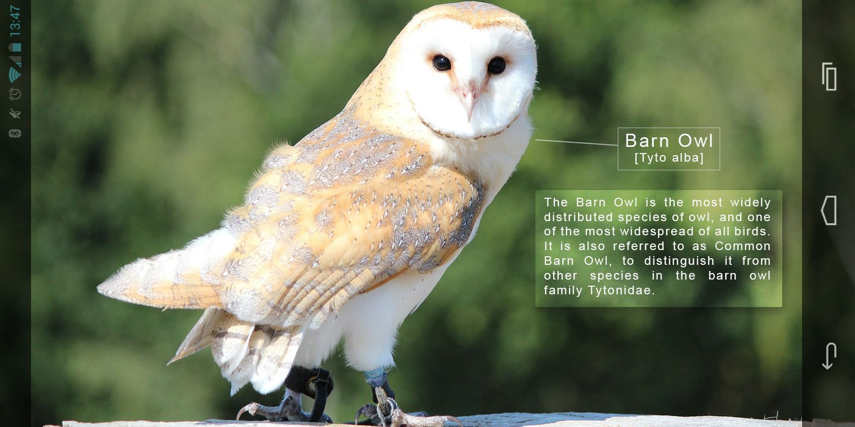 Look Up! 3 Ace Android Apps for Bird Watching