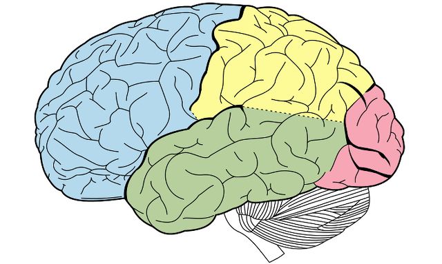 brain future research
