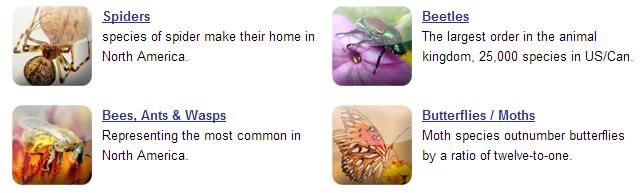 Insect-Identification-Categories