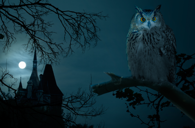 Castle and Night Owl