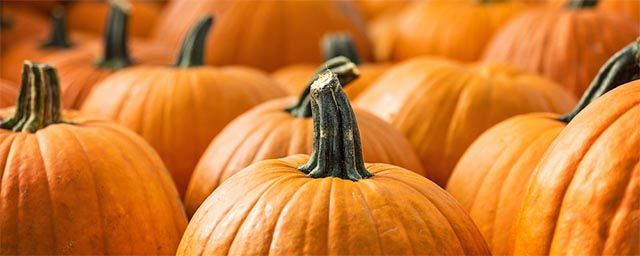 pumpkin-carving-selection