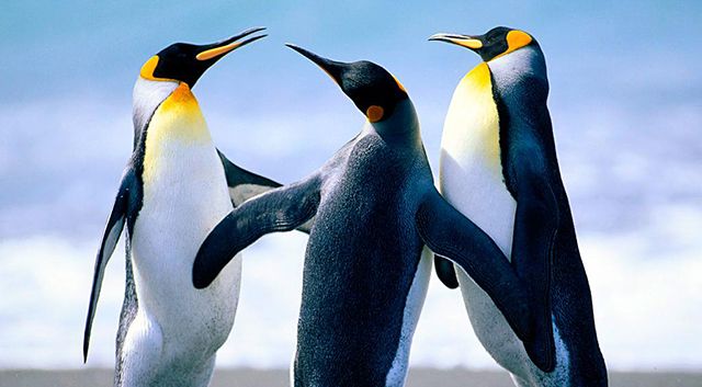 Penguins-together
