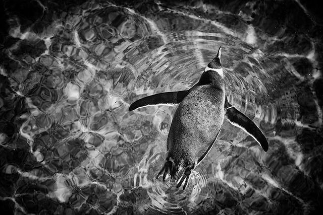penguin_swimming