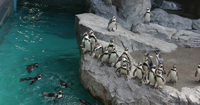 penguins-linux-jump-in
