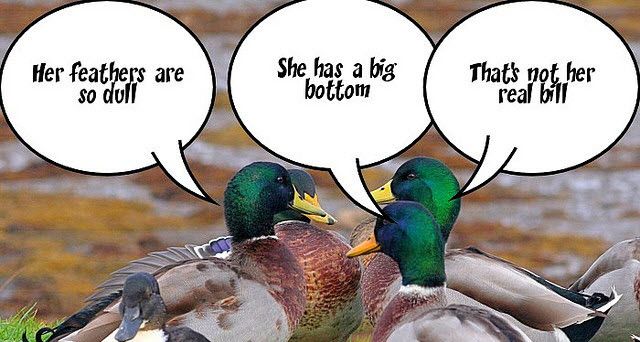 Gossip Ducks