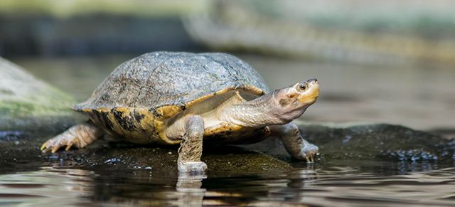 turtle-slow
