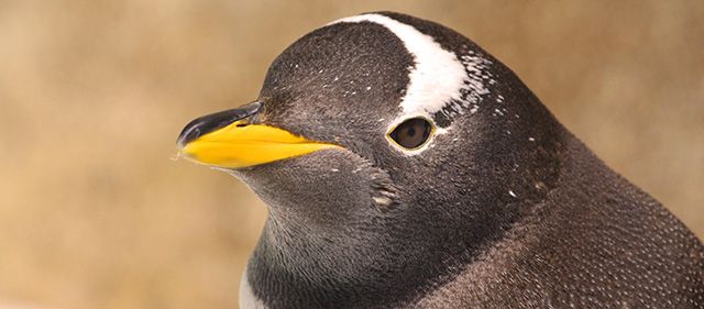 Will Linux No Longer Work On Future Windows 10 Hardware Will Linux No Longer Work On Future Windows 10 Hardware