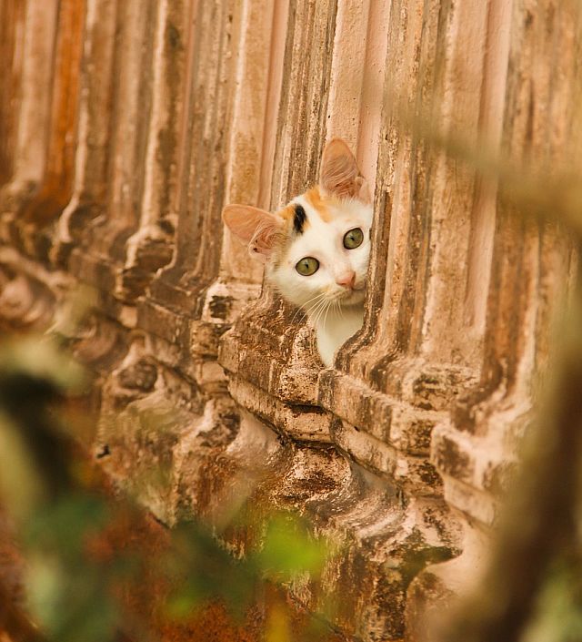 Cat Peeking