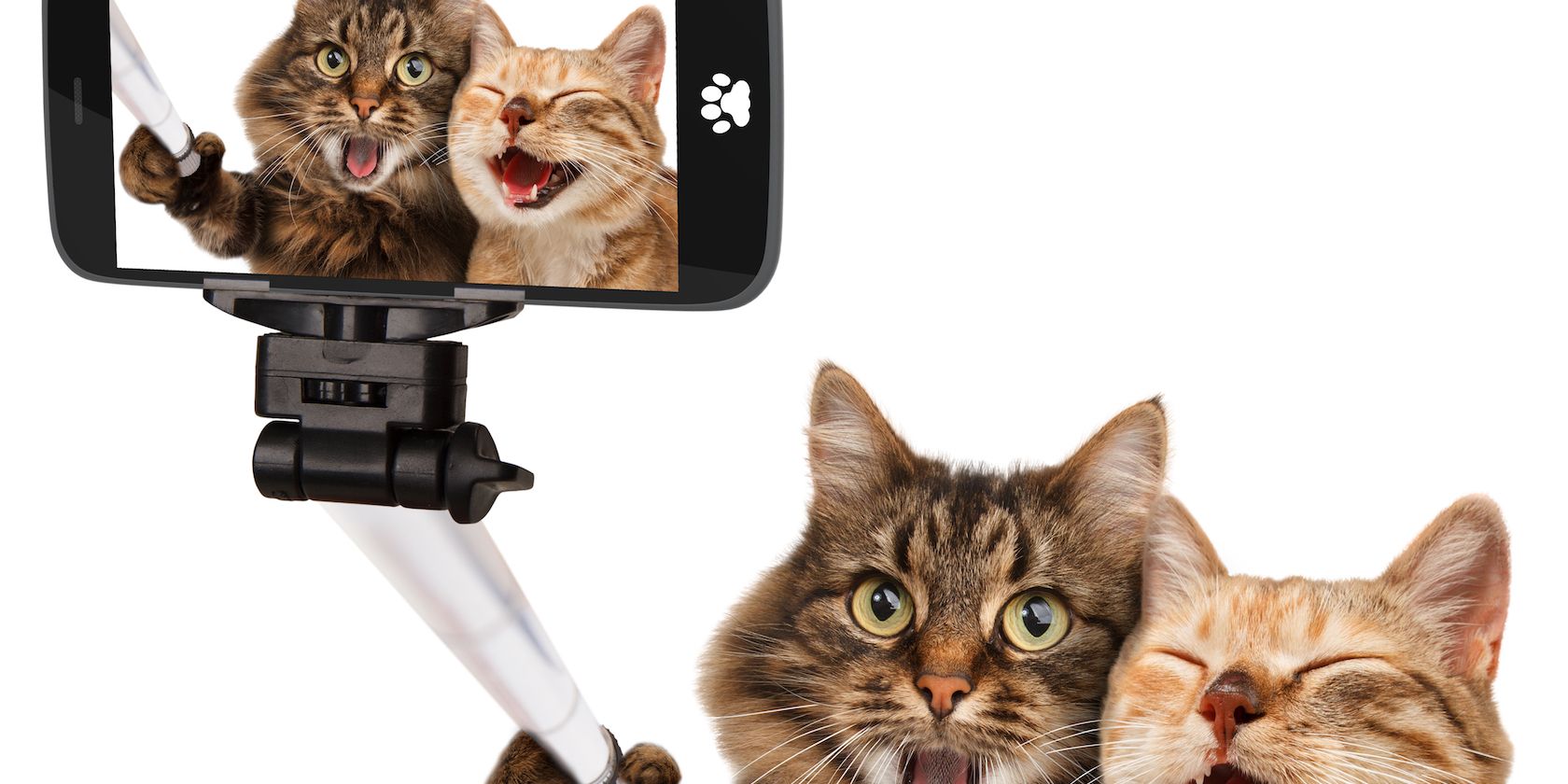 cat-selfie