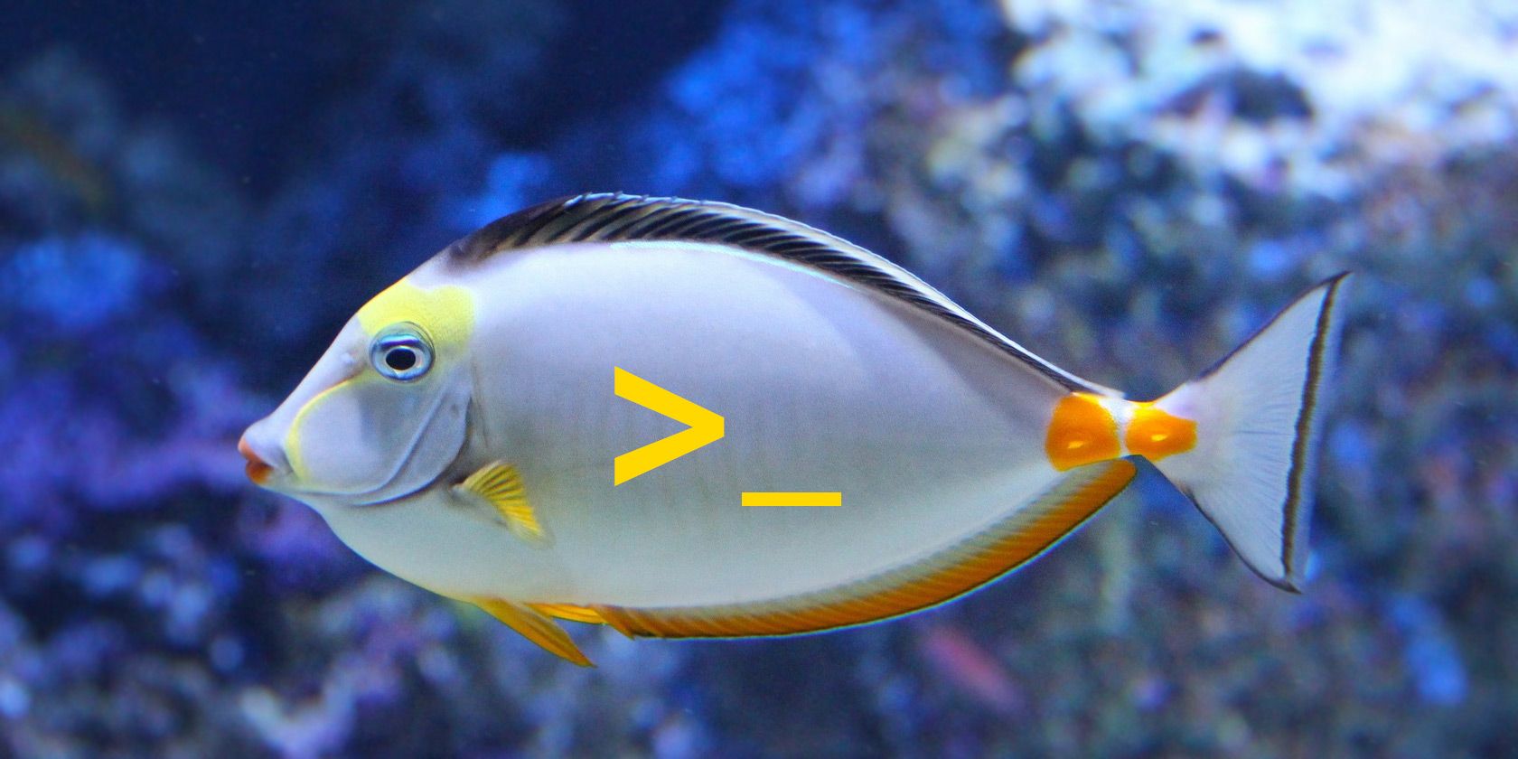 fish-shell