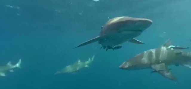 Swim With Sharks 360