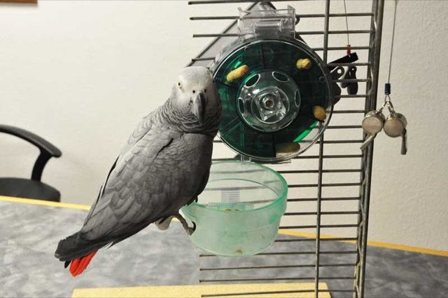 parrot-treat-dispenser
