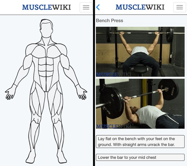 Workout-muscle-wiki