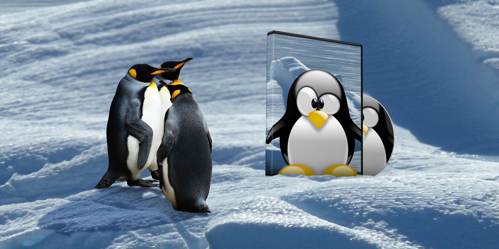 penguins in front of a mirror on ice