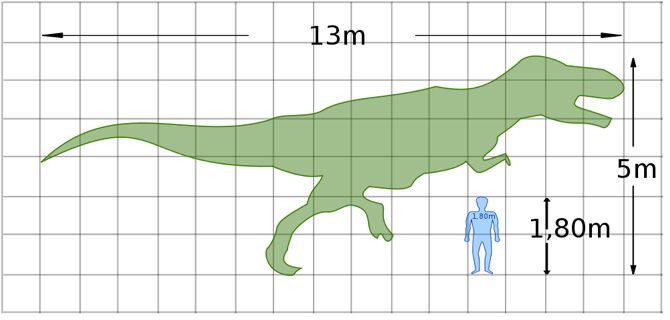 animal human size comparisons
