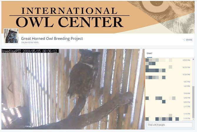 live feed owl