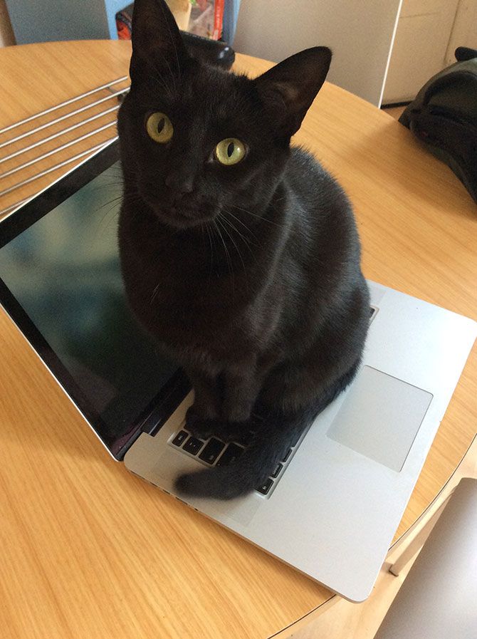 Inka on a MacBook Pro