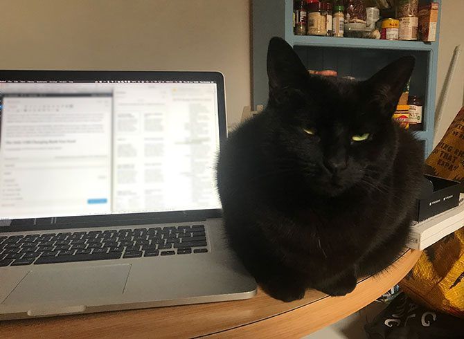 Cat Next to MacBook