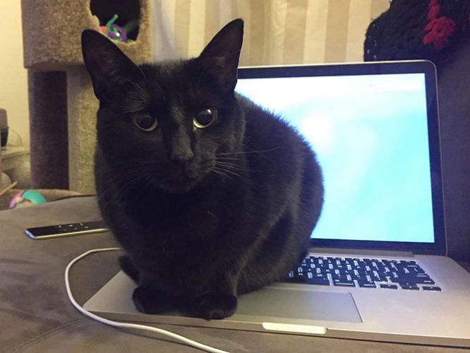 Cat on a Mac