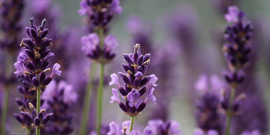 The 5 Best Plant Identifier Apps For Android And Iphone