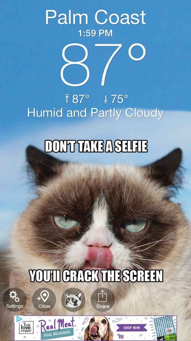 Grumpy Cat Weather App