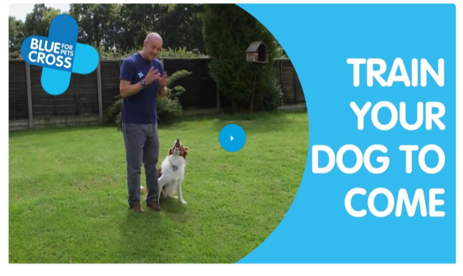 Blue Cross Free Dog Training Course Online