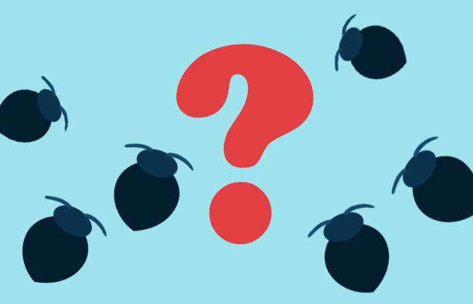 ベッドバグを見つけたらどうすればいいですか?
