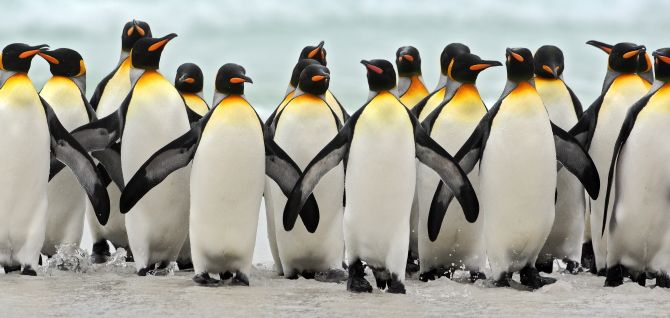 Penguins waddling