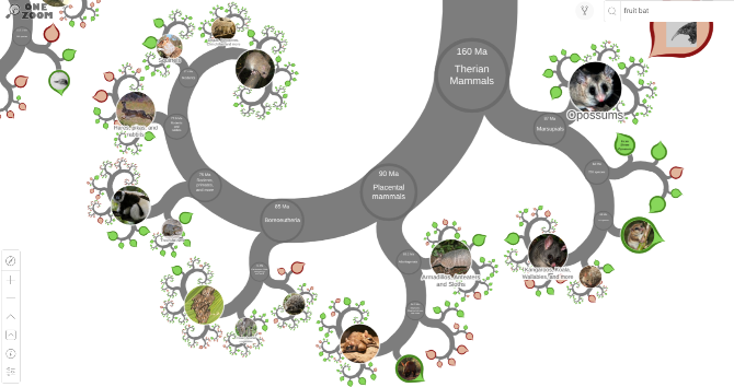 OneZoom has the best interactive Tree of Life explorer for evolution of species