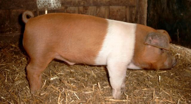 Danish protest pig