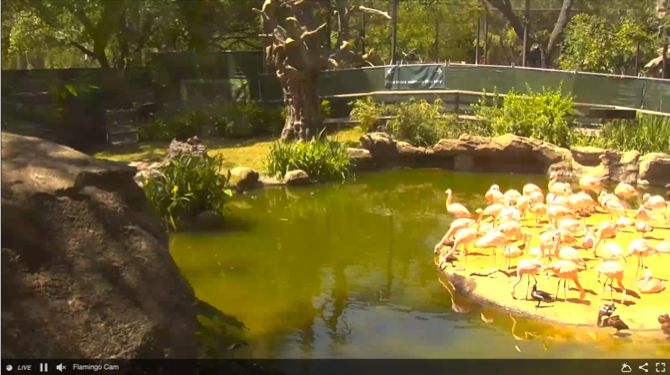 Houston Zoo Flamingo Cam