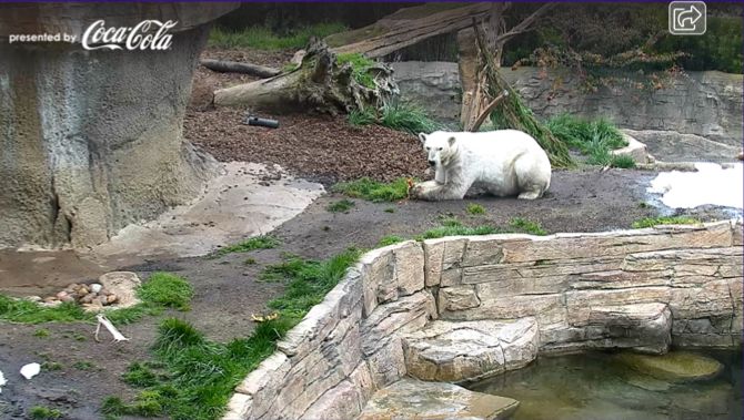 San Diego Zoo Polar Bear Cam