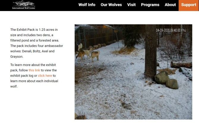 International Wolf Center Best Animal Livecams