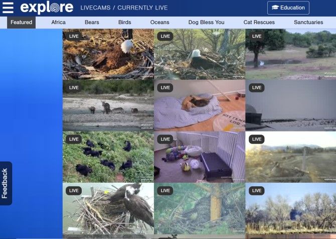 Explore.org Best Animal Livecams