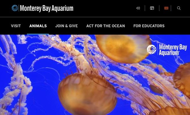 Monterey Bay Aquarium Best Animal Livecams