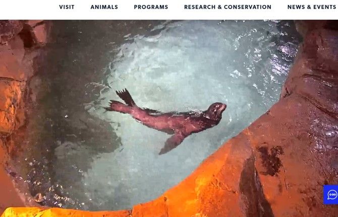 Georgia Aquarium Best Animal Livecams