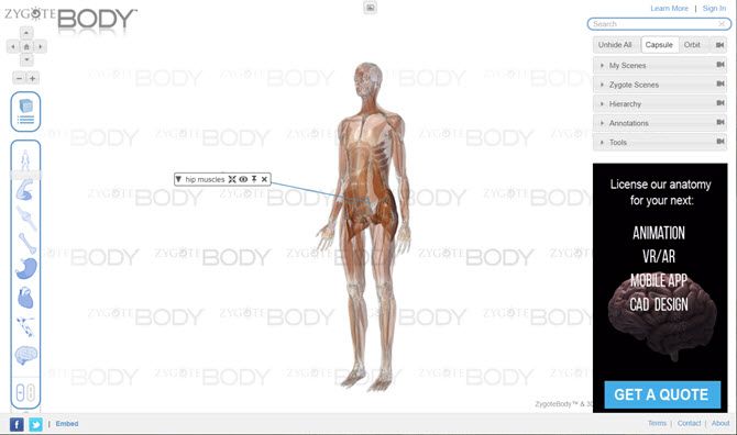 ZygoteBody Human Anatomy Model