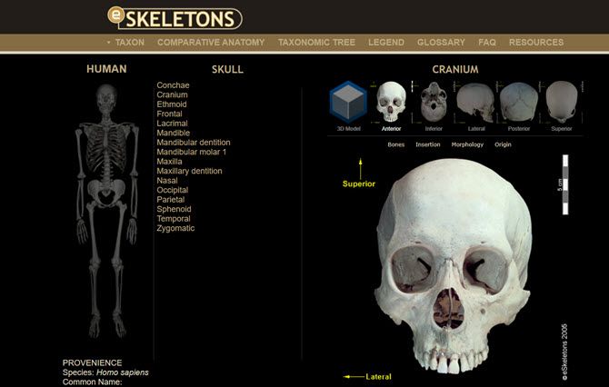 eSkeletons virtual anatomy website