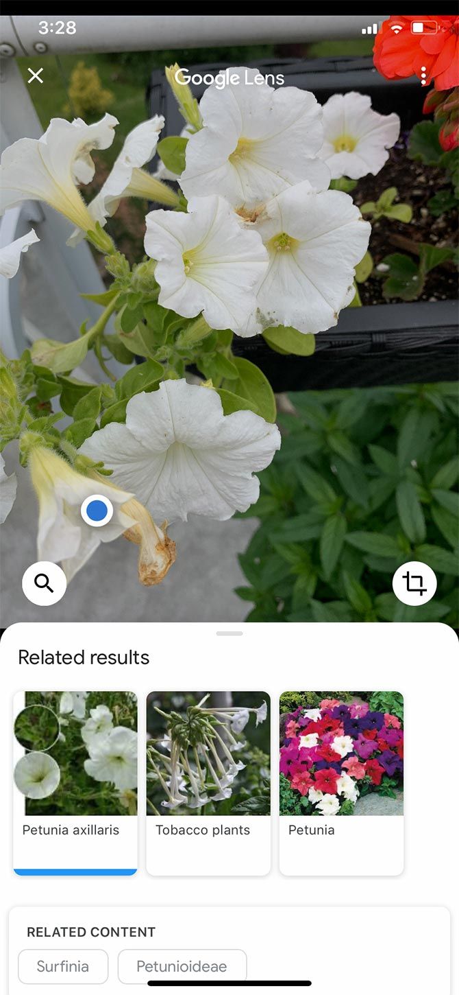 Plant Identification With Google Lens