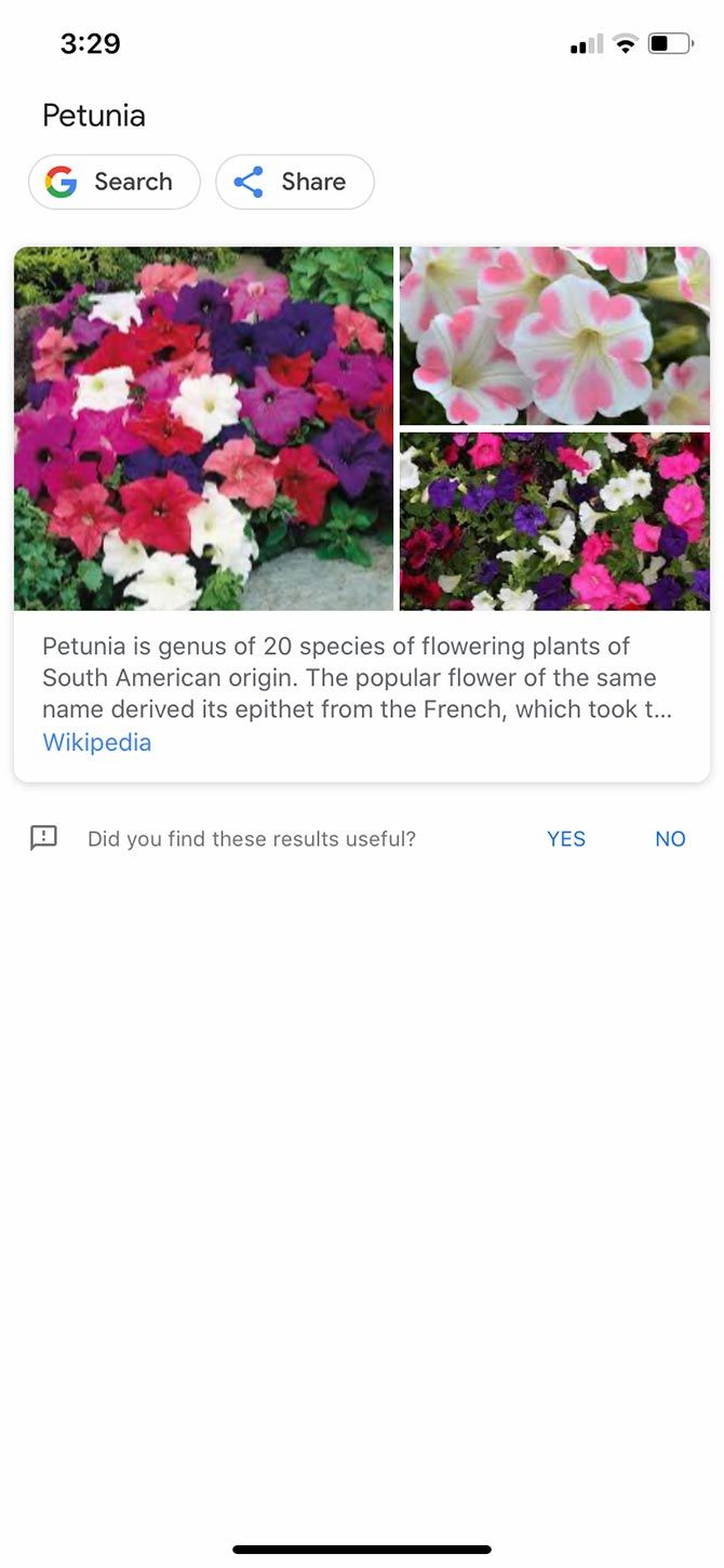 Plant Identification With Google Lens Results