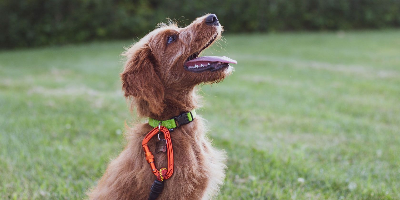 The 5 Best Dog Training Apps for Android and iPhone