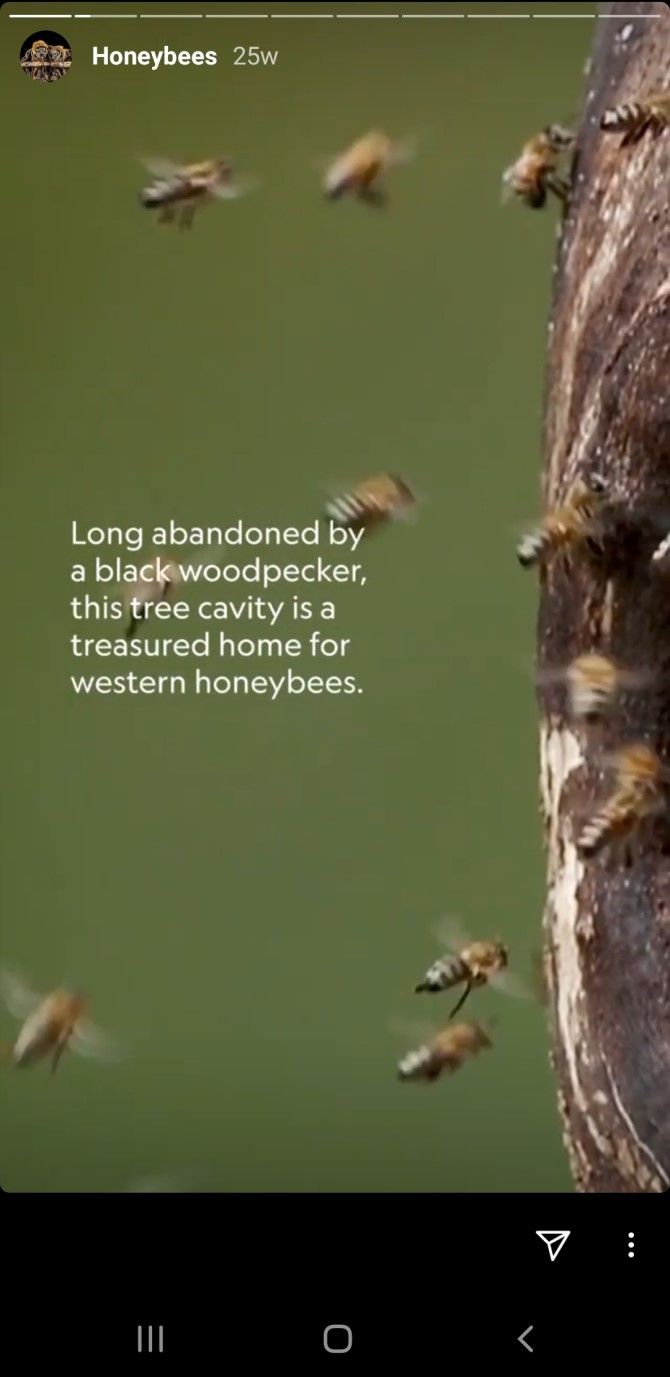 National Geographic Instagram Story Bees Example